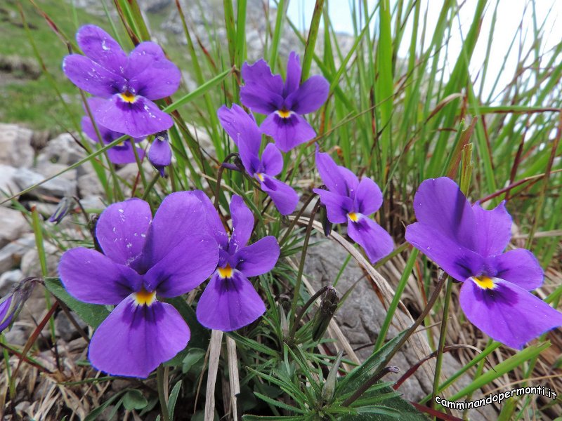 152 Monte Alben - Viola di Duby.JPG -           